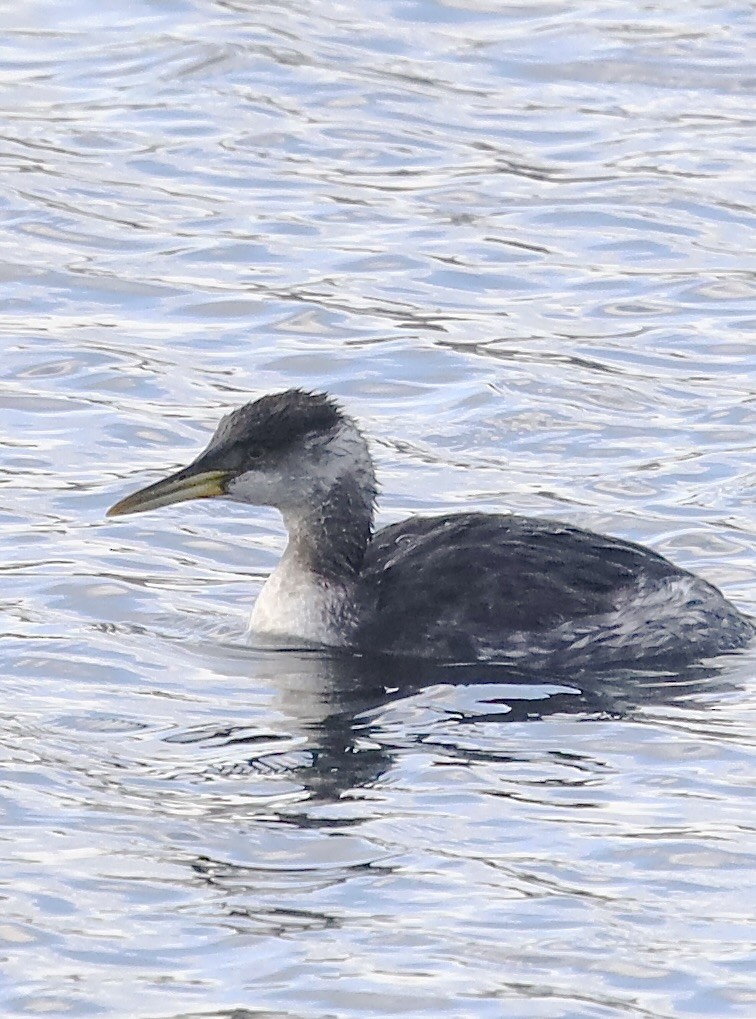 Red-necked Grebe - ML645813901