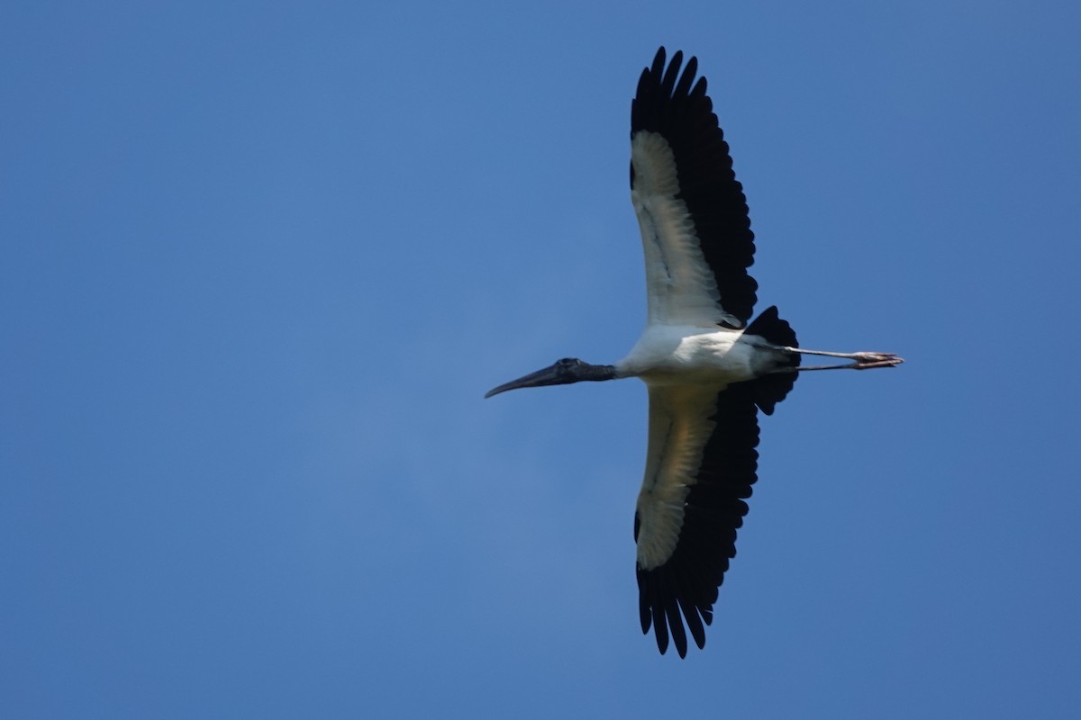 Wood Stork - ML645813903