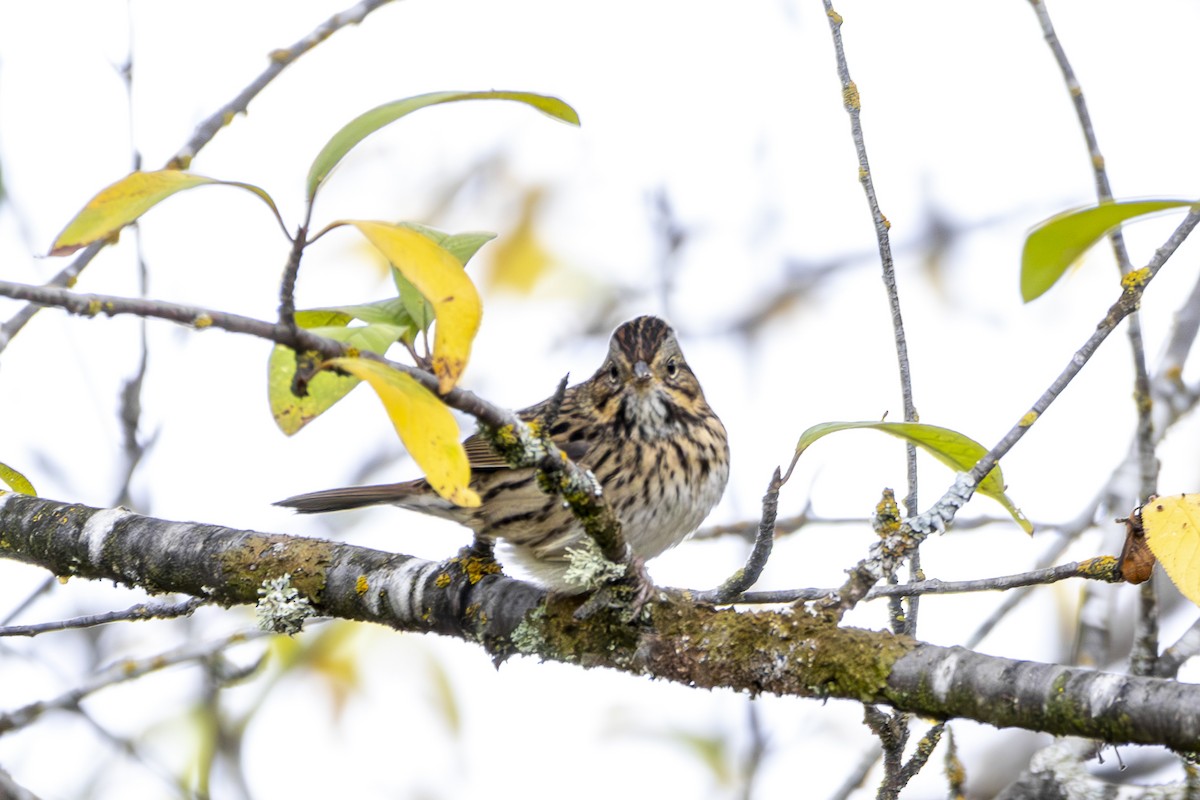 strnadec pruhohlavý - ML645813908