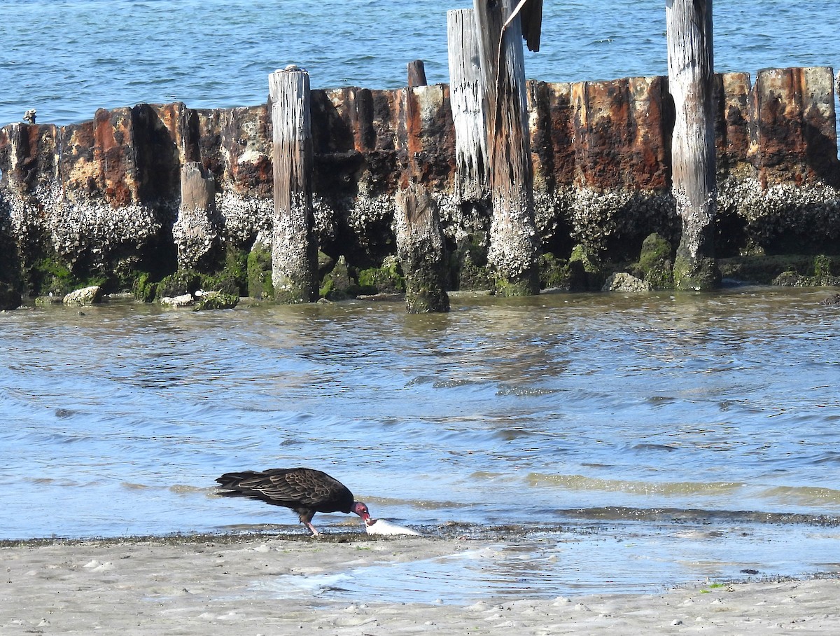 Turkey Vulture - ML645813910