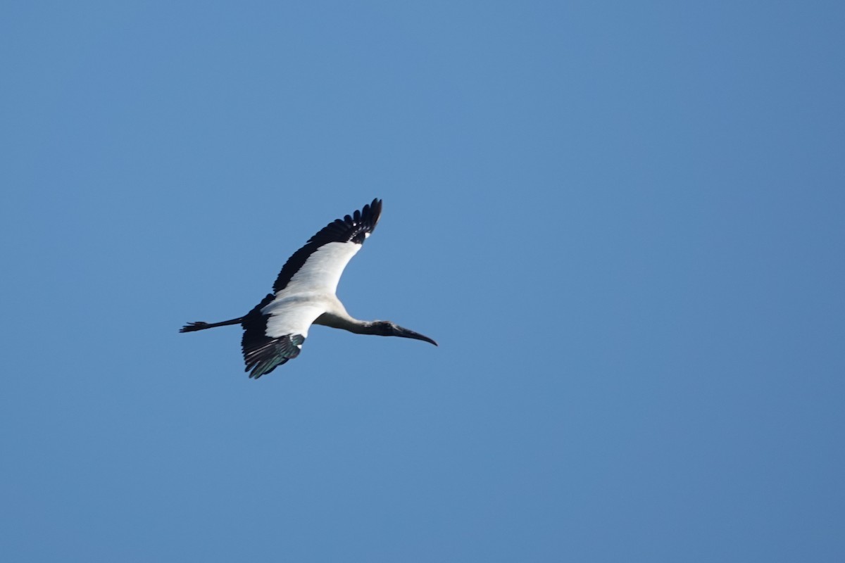 Wood Stork - ML645813912
