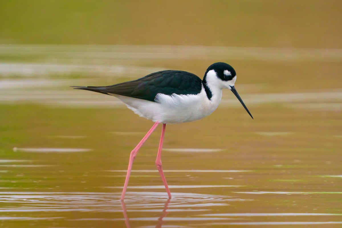 Black-necked Stilt - ML645813913
