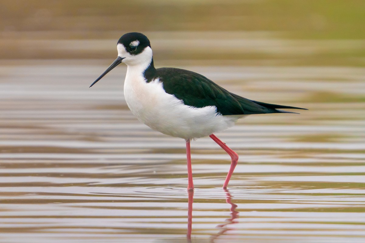 Black-necked Stilt - ML645813914