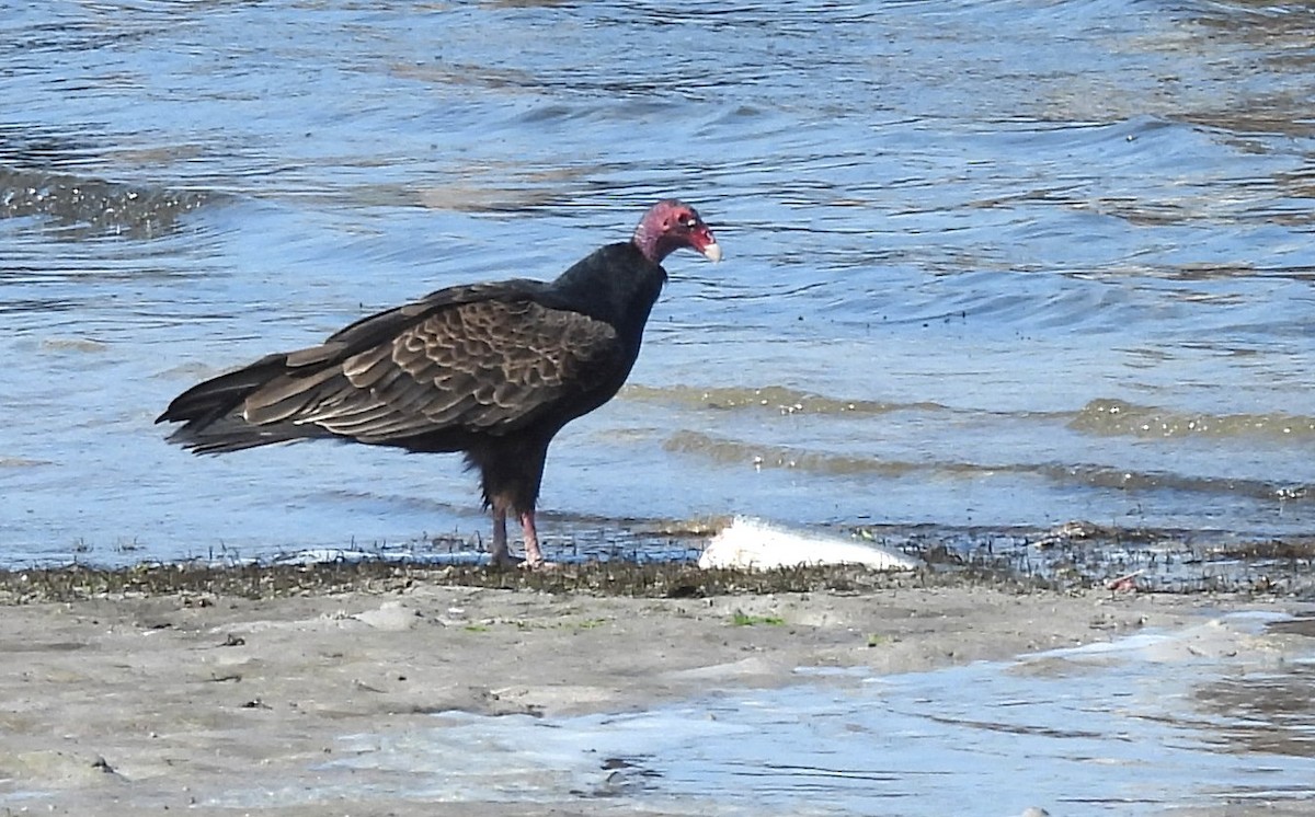 Turkey Vulture - ML645813923
