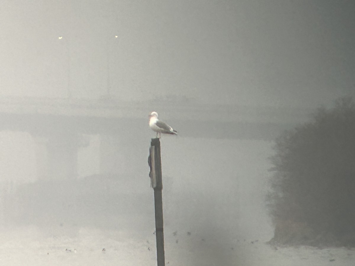 Mongolian Gull - ML645813928