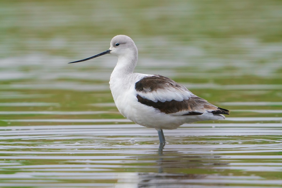 amerikaavosett - ML645813929