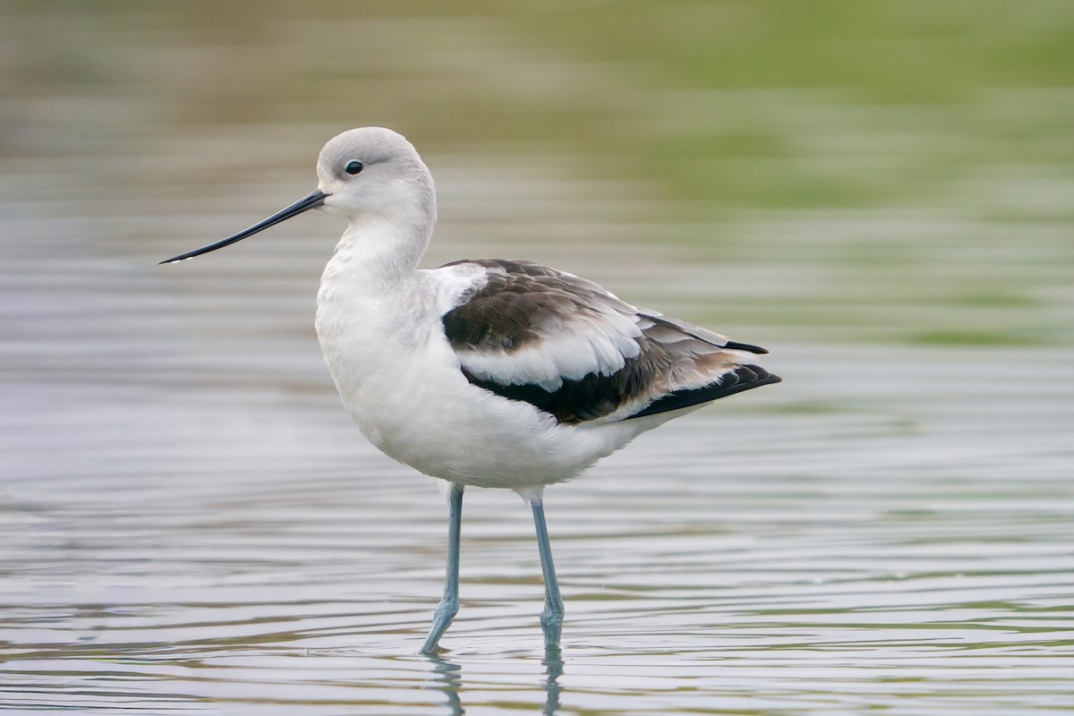 amerikaavosett - ML645813930