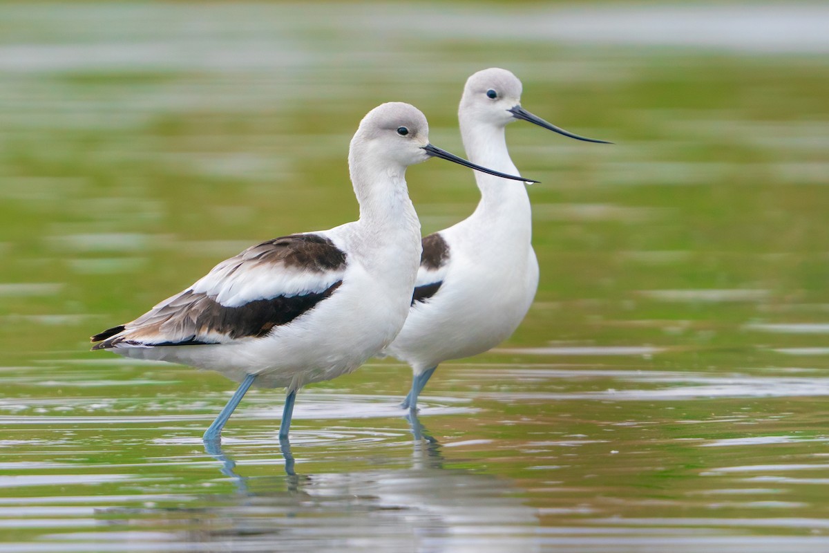 amerikaavosett - ML645813931