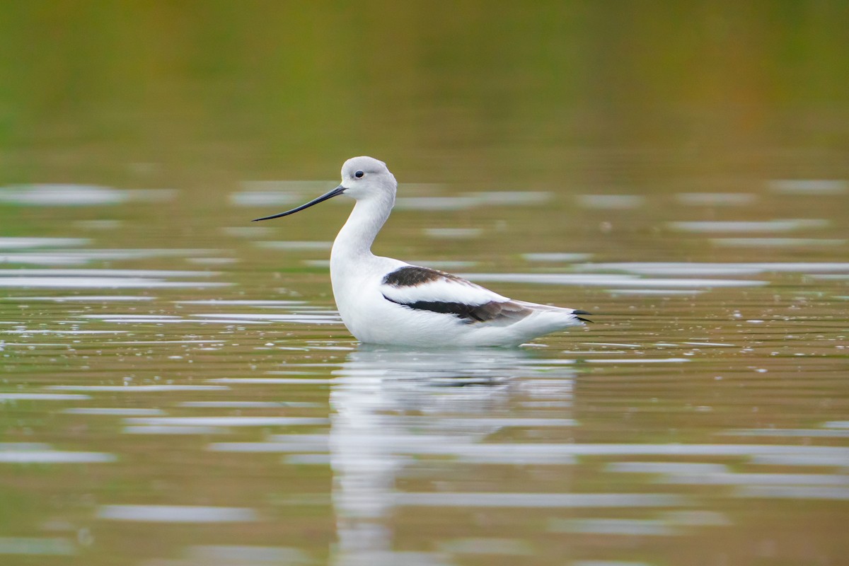 amerikaavosett - ML645813932