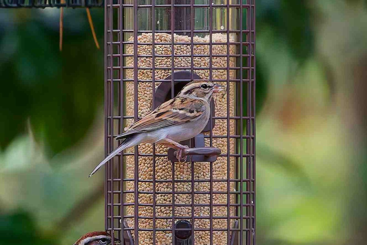 brunissespurv - ML645813933