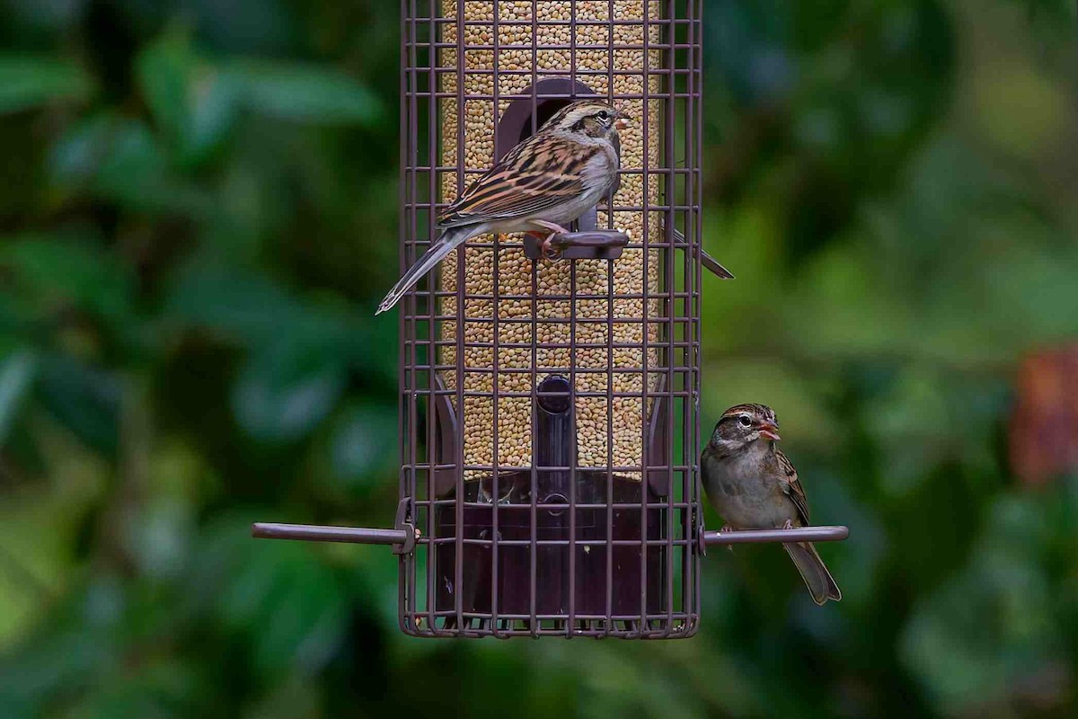 brunissespurv - ML645813934