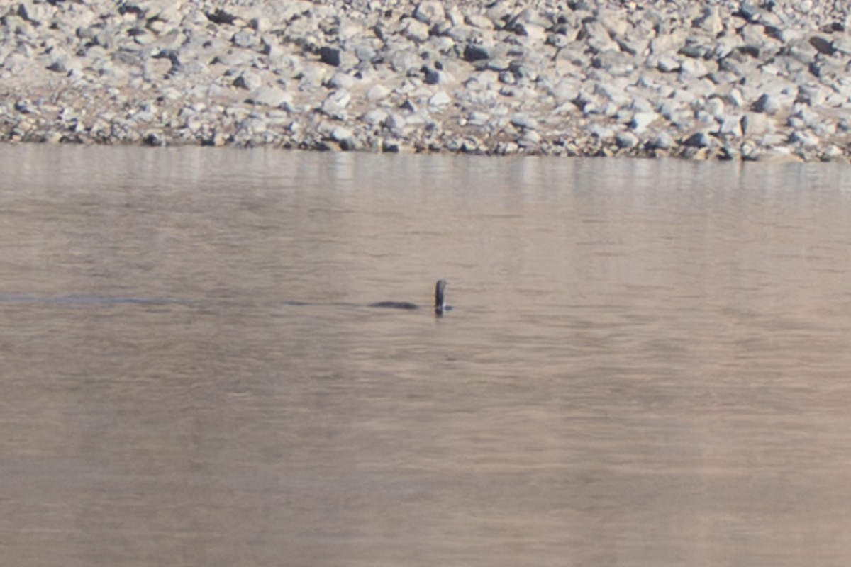 Pacific Loon - ML645813935