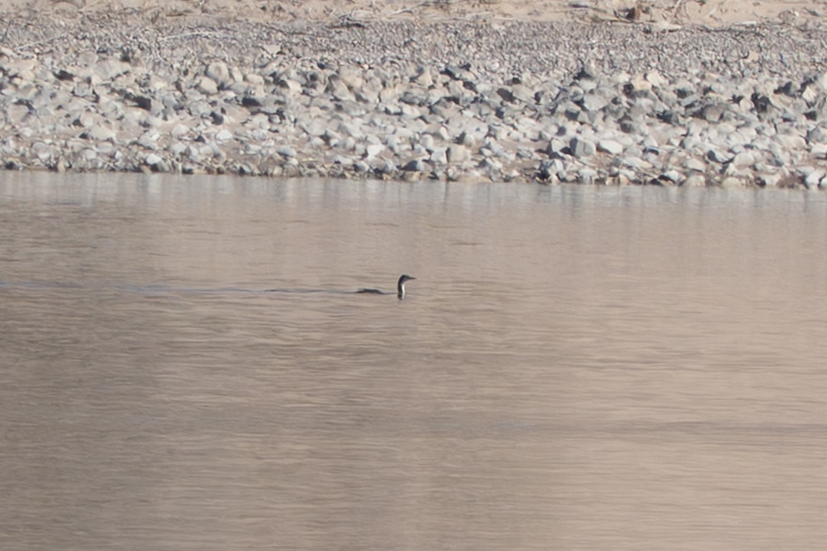 Pacific Loon - ML645813936