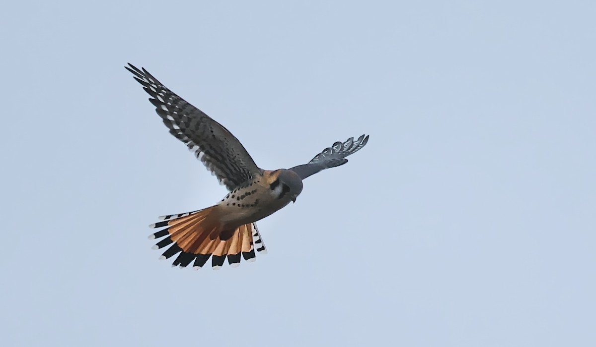 spurvefalk - ML645813938