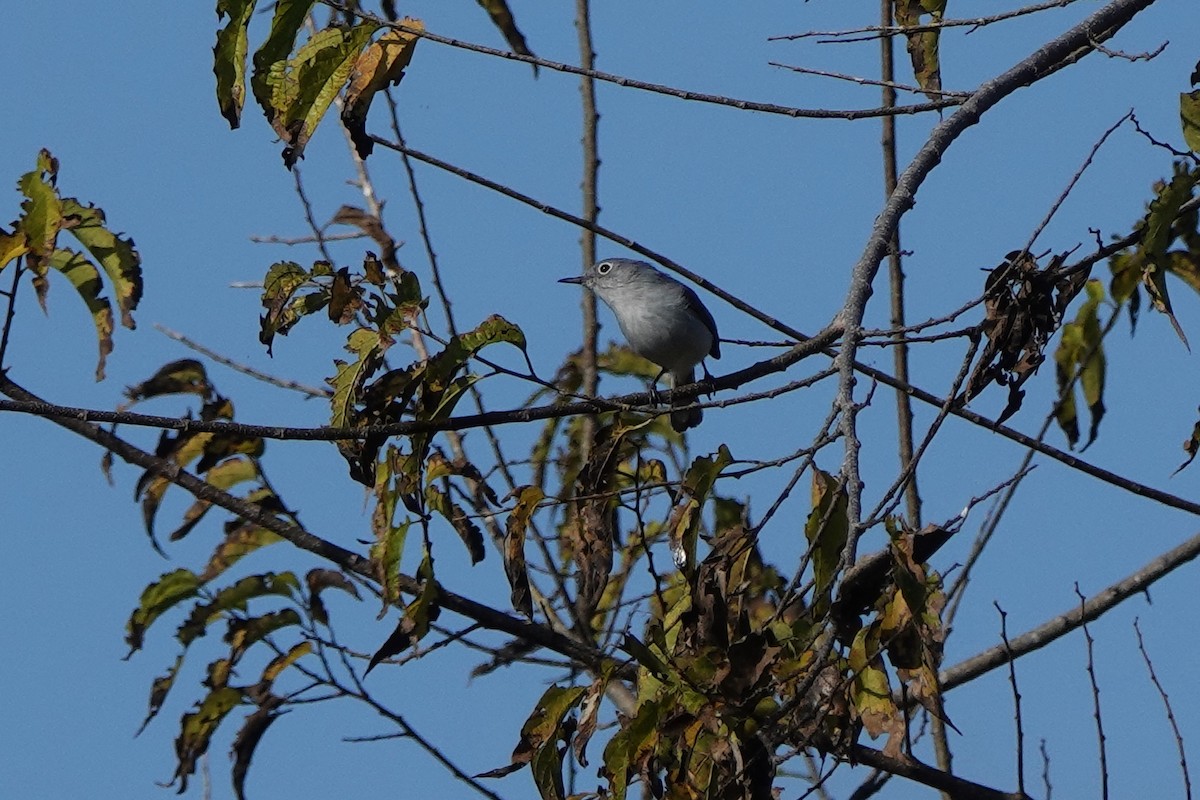 nordmyggsmett - ML645813939