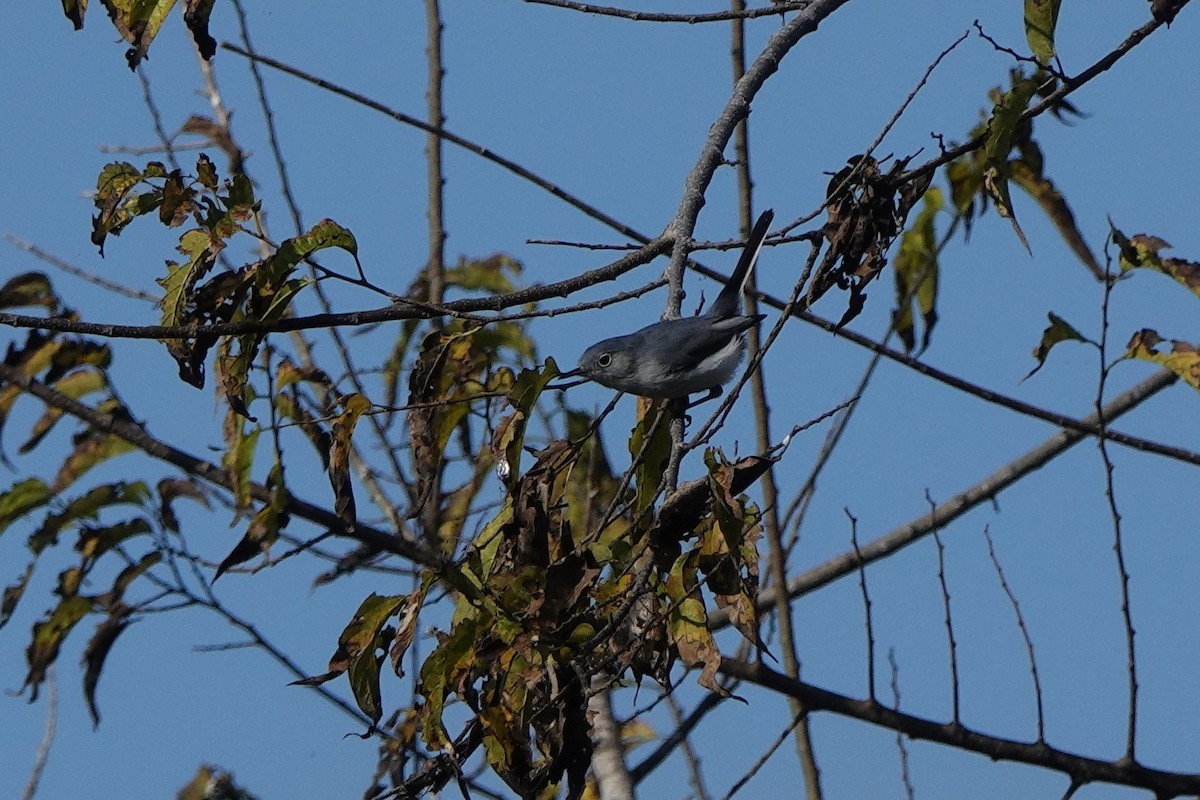 nordmyggsmett - ML645813940