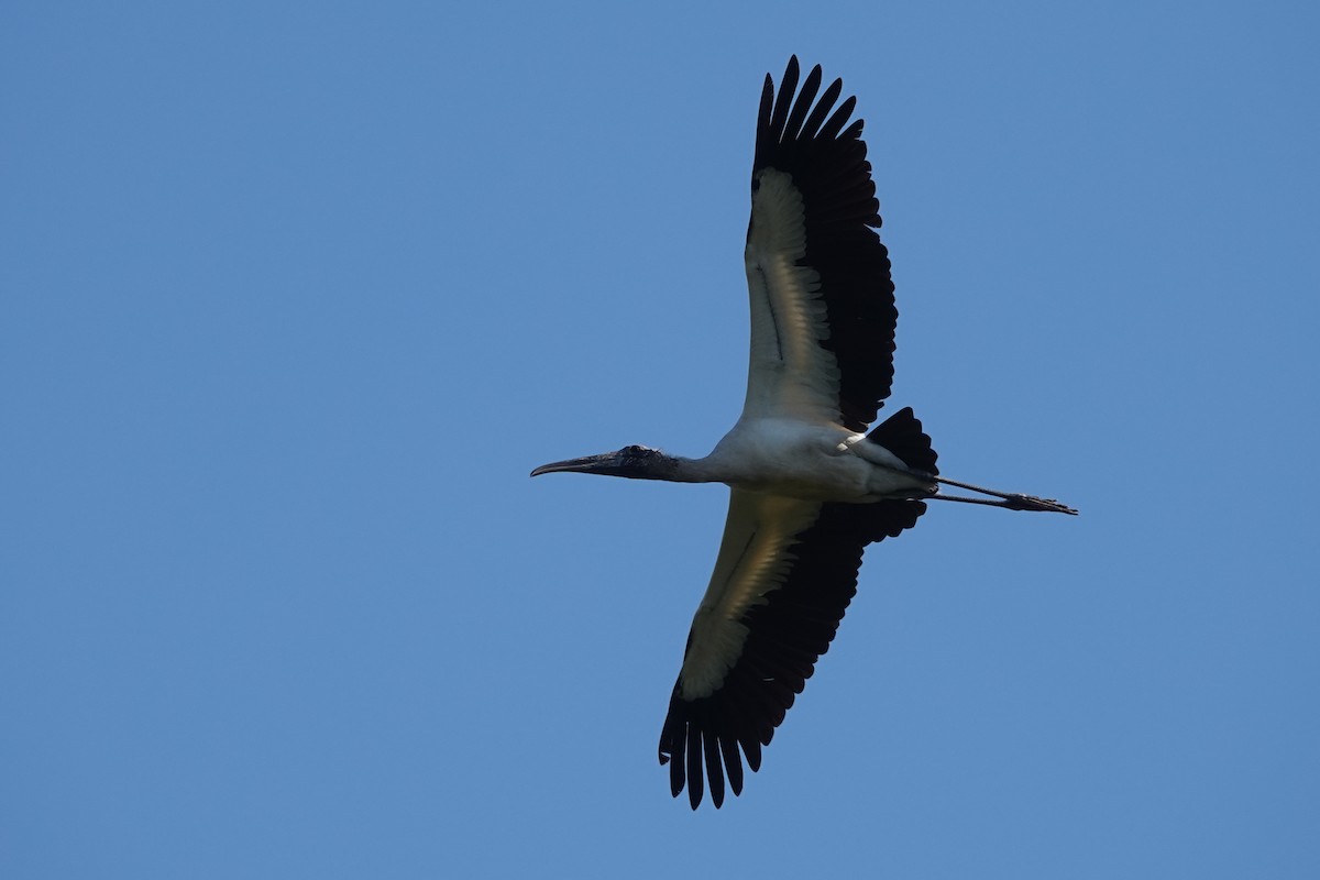 amerikastork - ML645813941