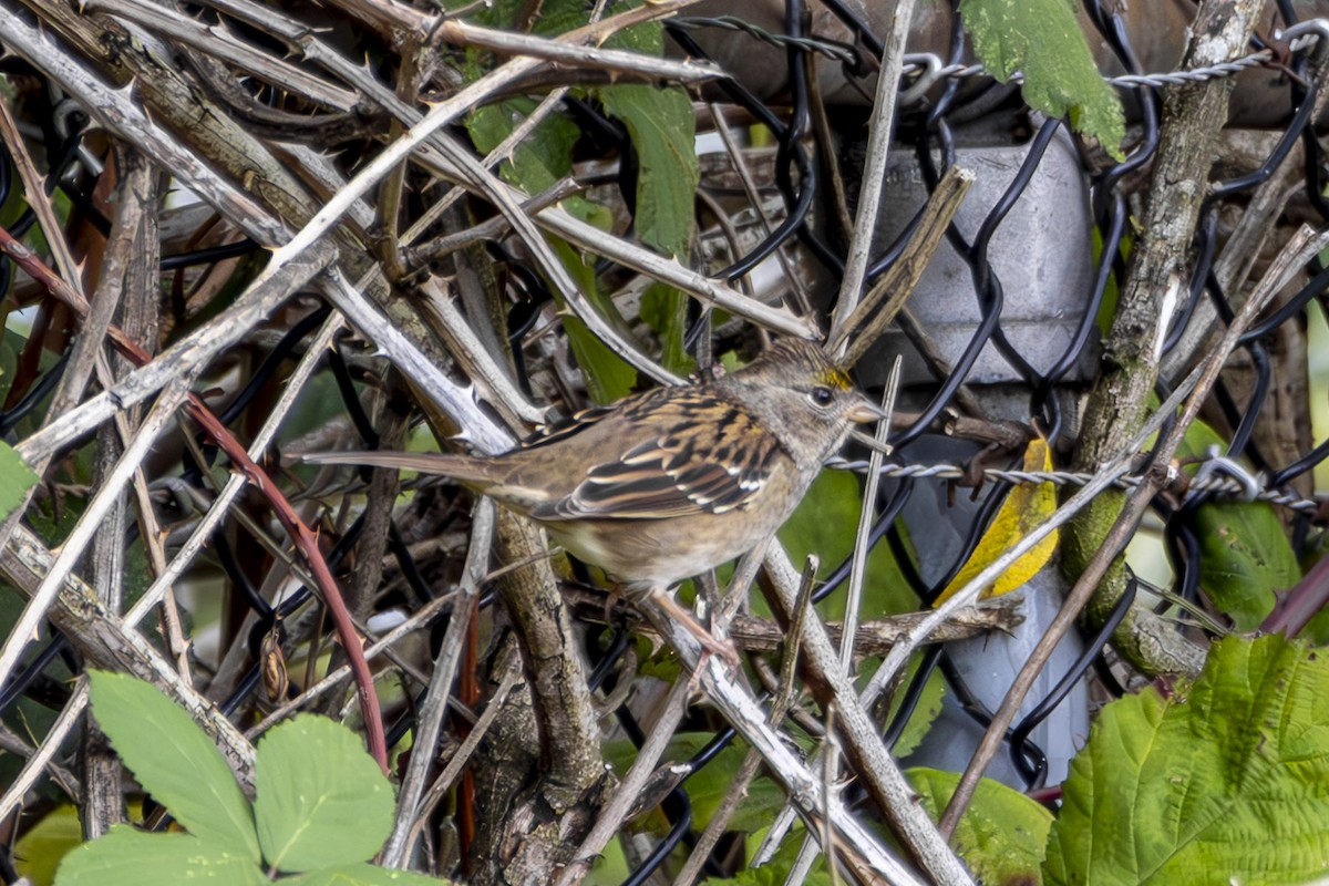 gulkronespurv - ML645813944