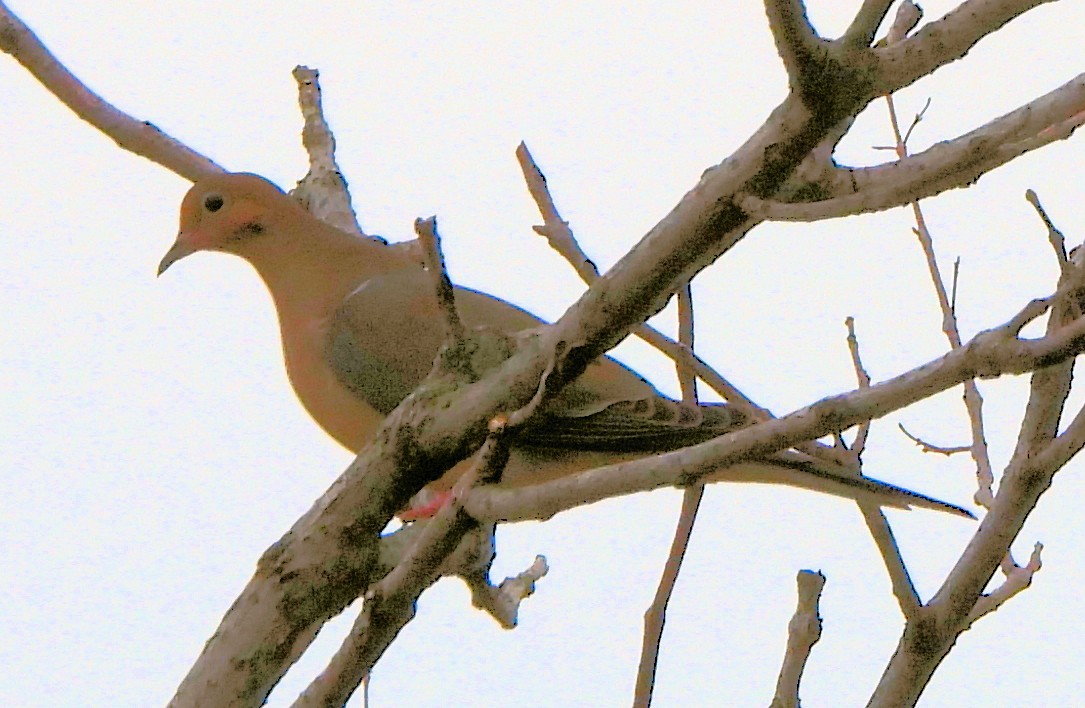 sørgedue - ML645813945