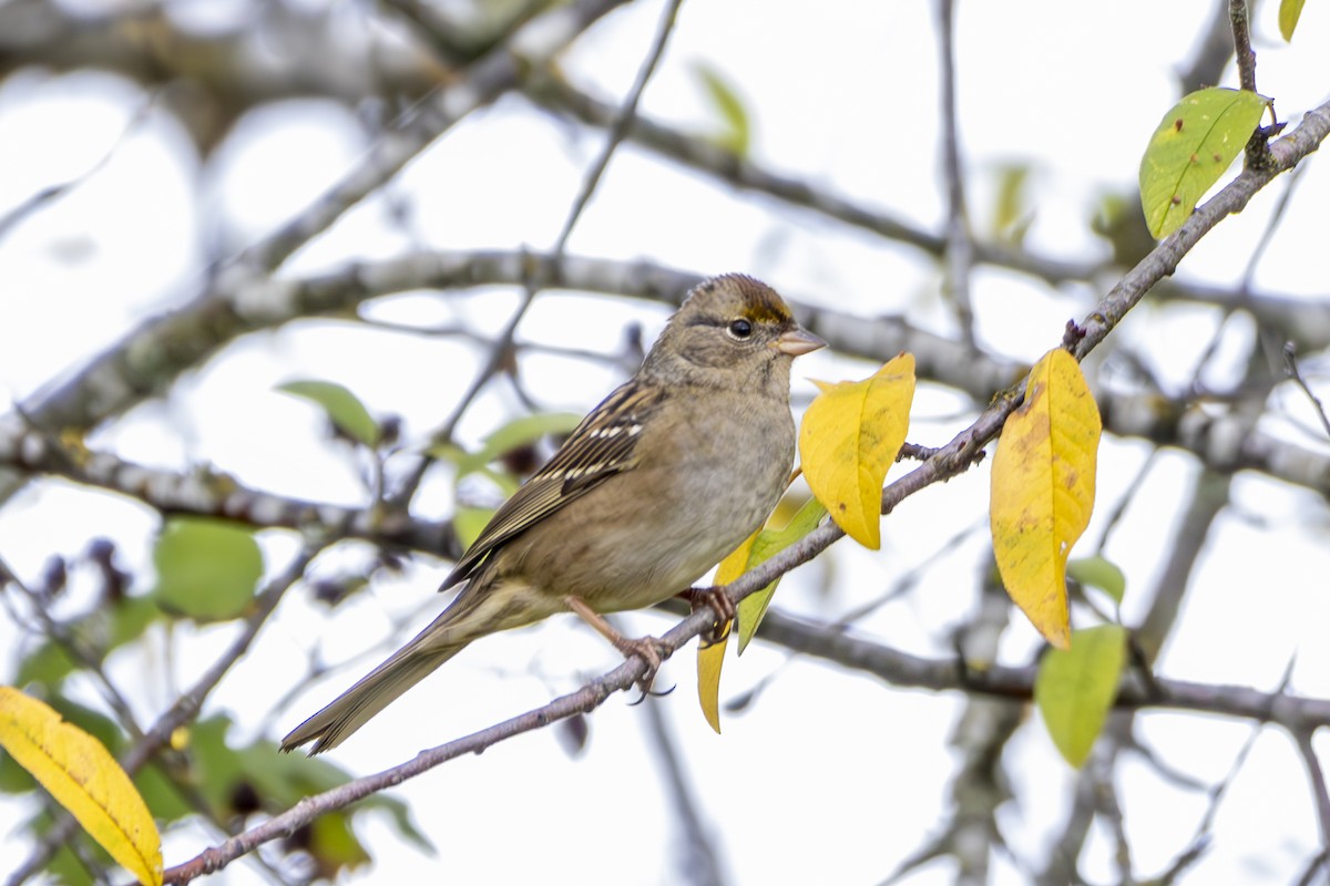 gulkronespurv - ML645813946