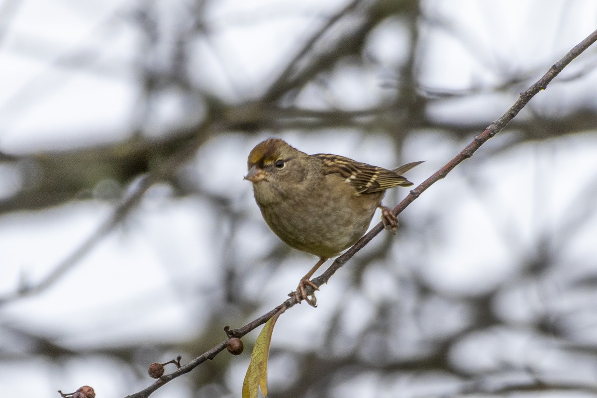 gulkronespurv - ML645813947