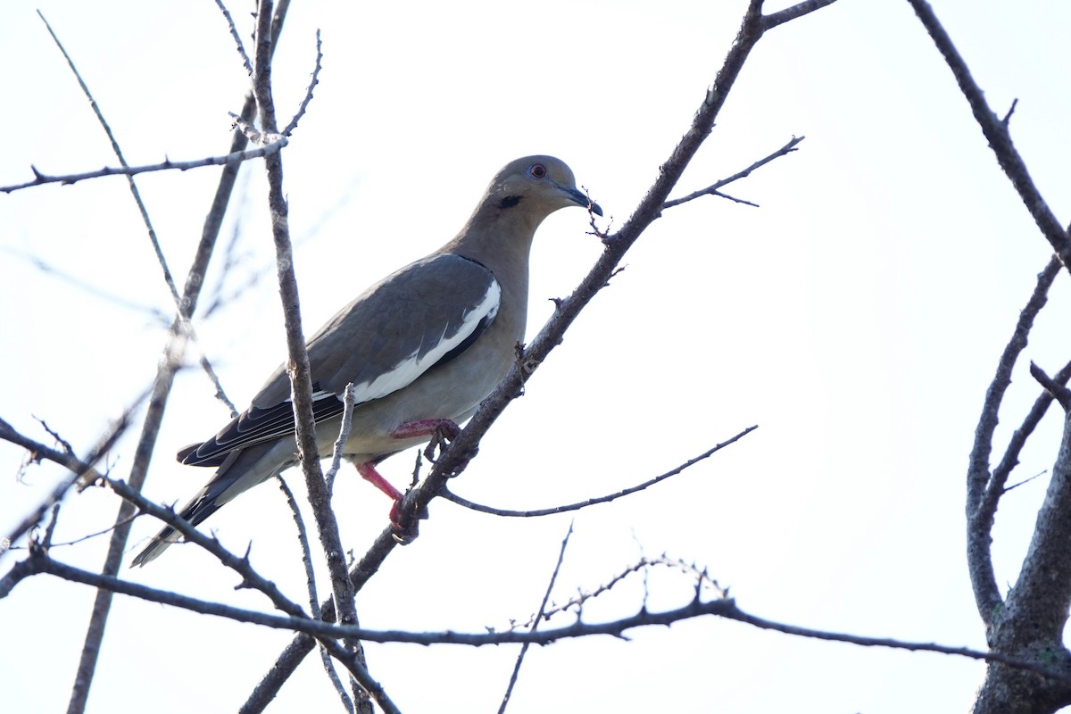 hvitvingedue - ML645813951