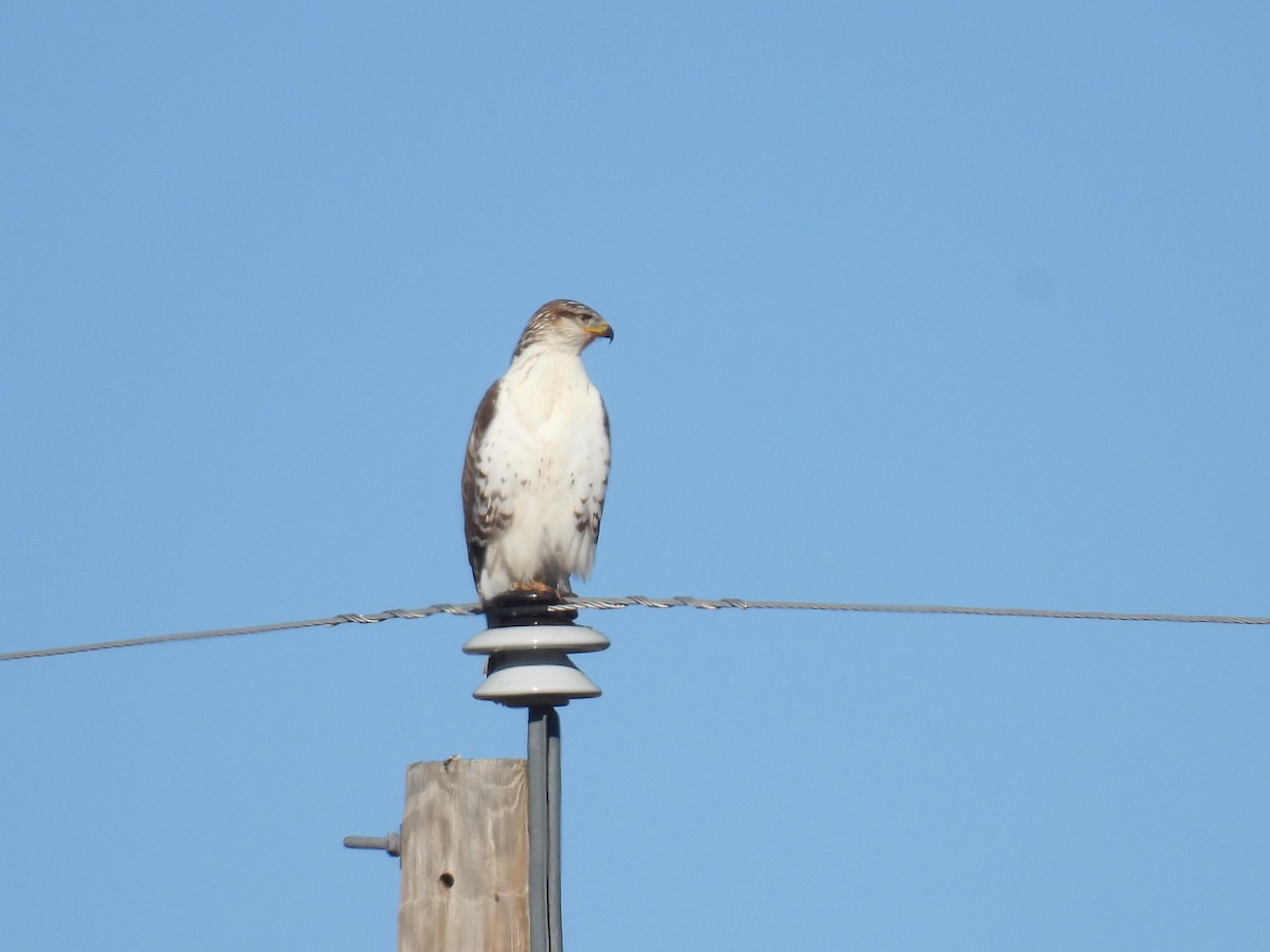 kongevåk - ML645813955