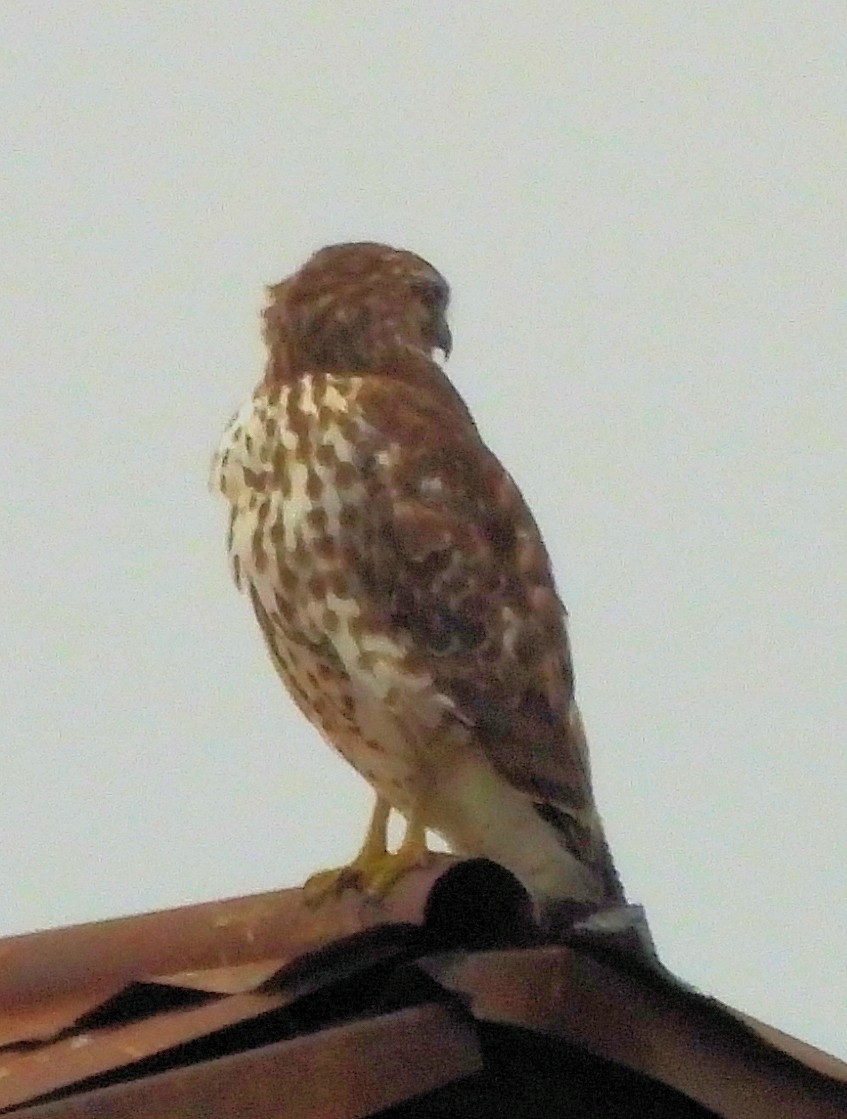 rødvingevåk - ML645813956