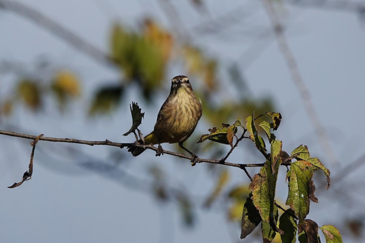 myrparula - ML645813957