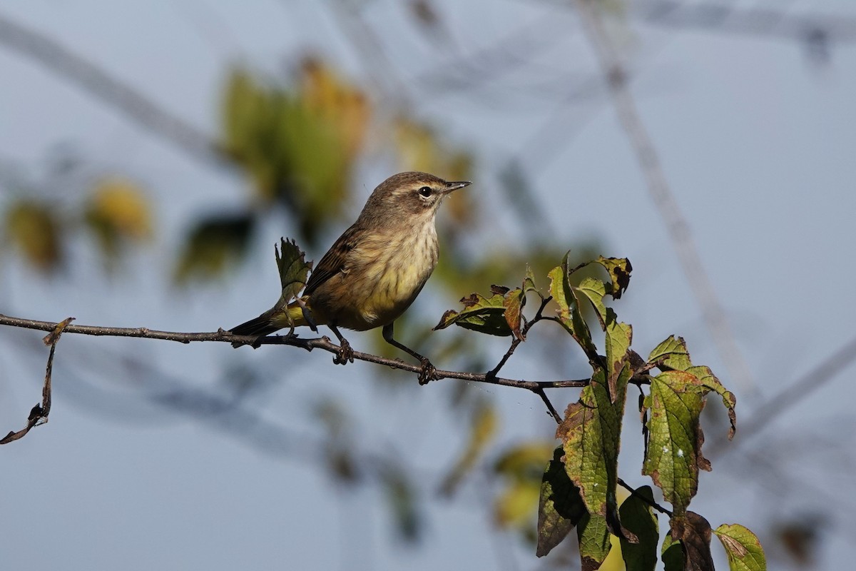 myrparula - ML645813958