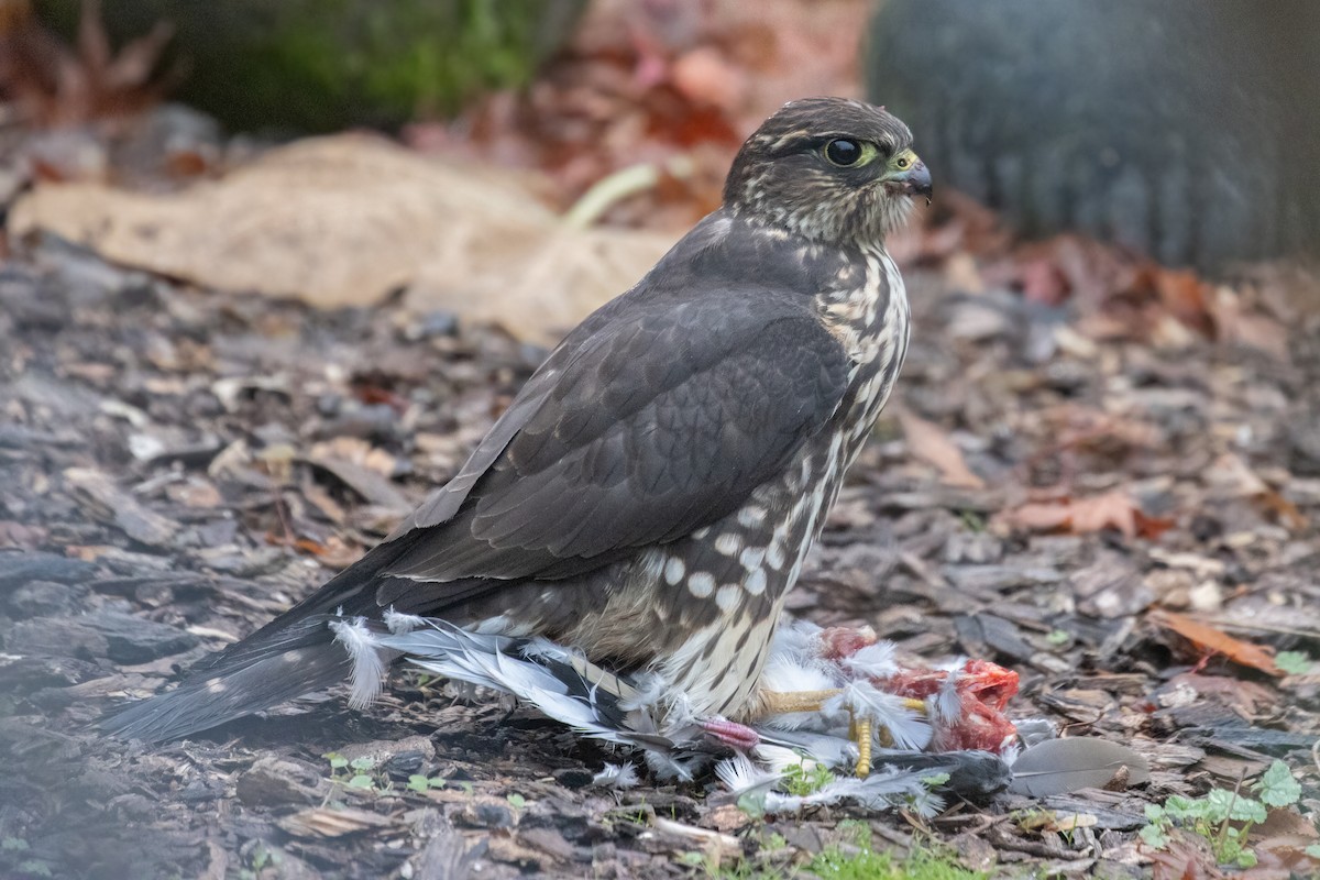 dvergfalk (columbarius) - ML645813959