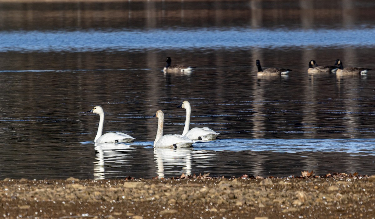 dvergsvane - ML645813961