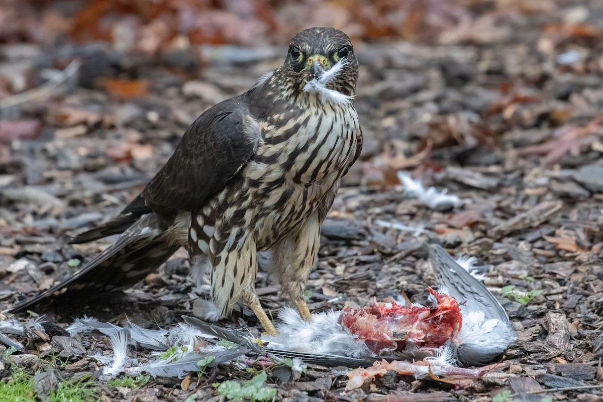 灰背隼(columbarius) - ML645813962