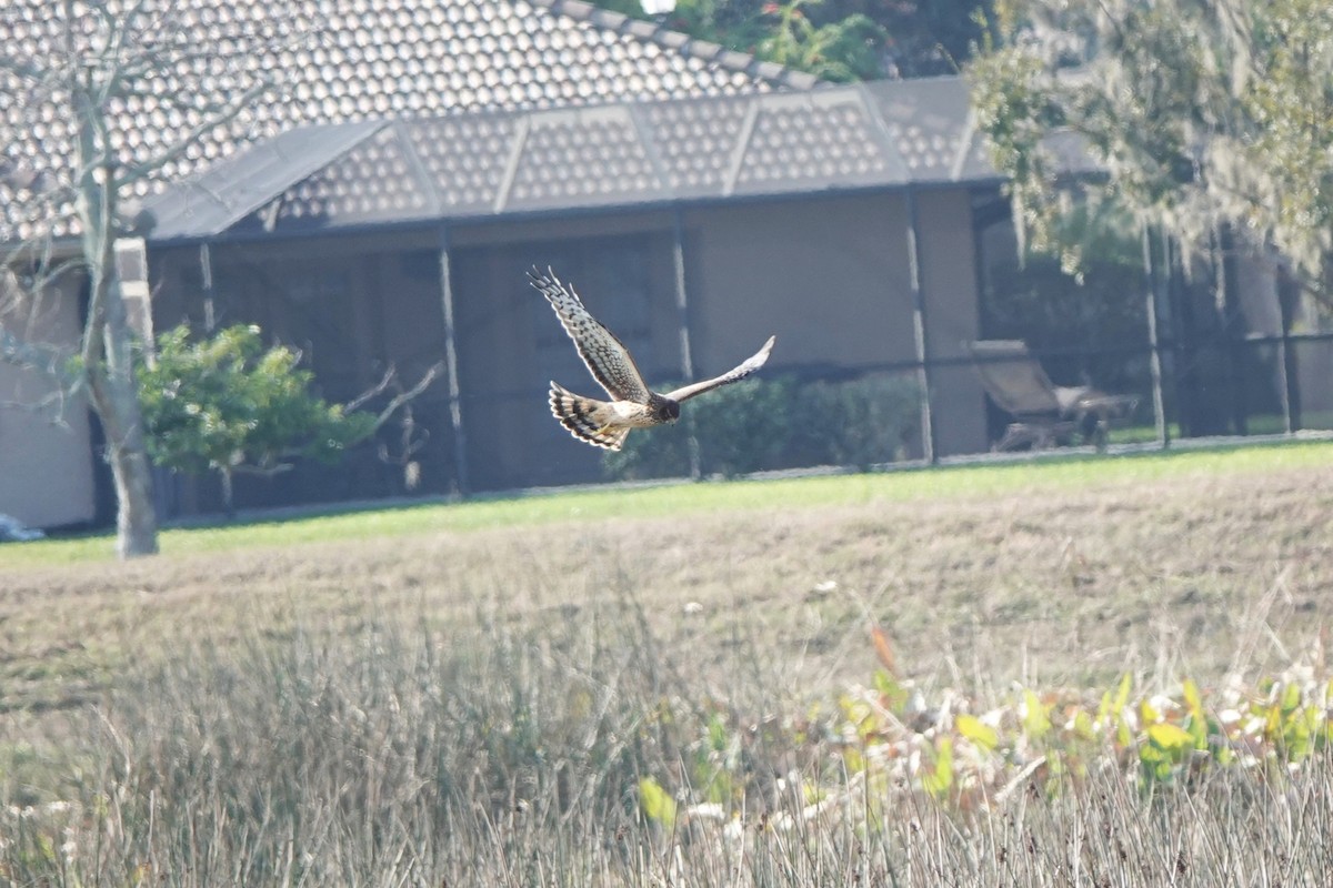 mørkmyrhauk - ML645813963