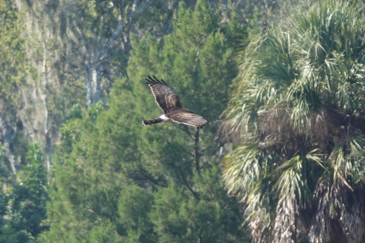 mørkmyrhauk - ML645813965