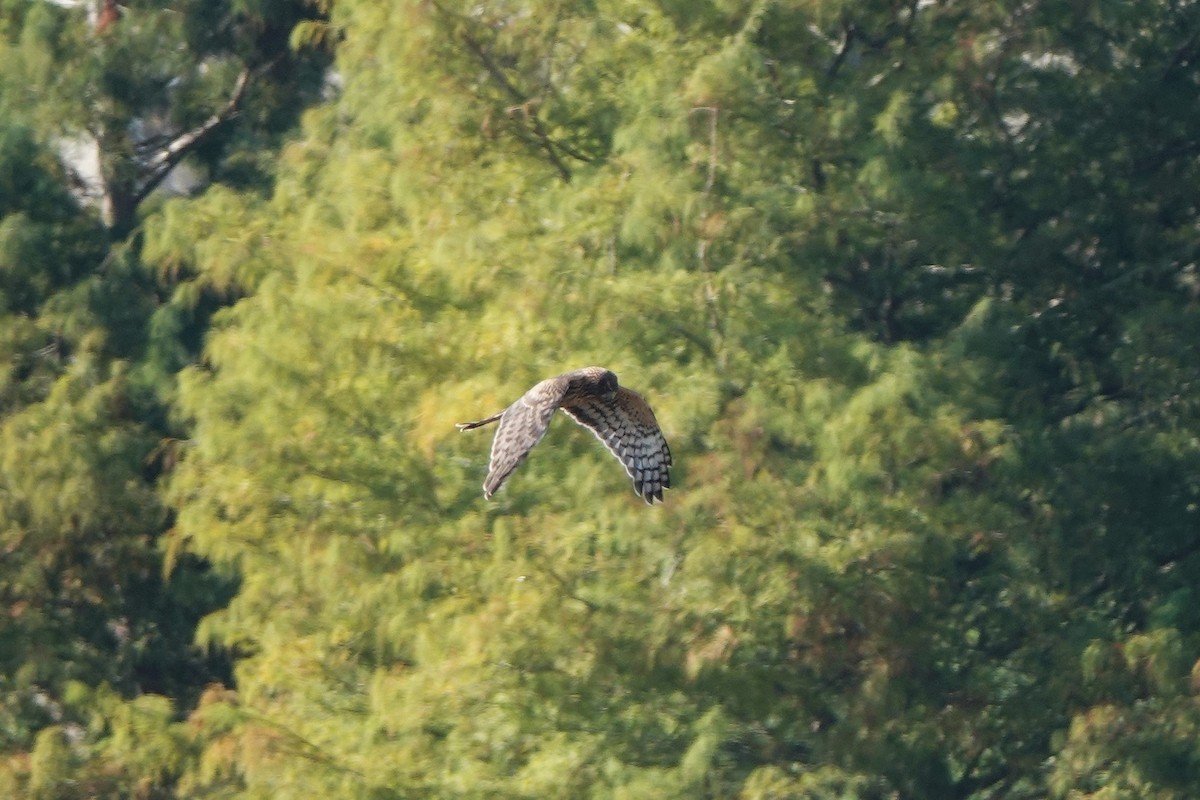 mørkmyrhauk - ML645813966