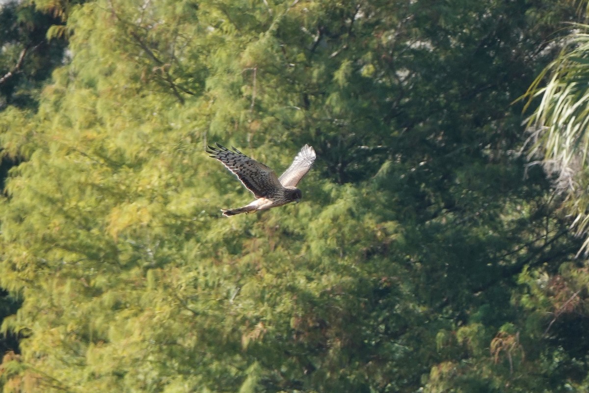 mørkmyrhauk - ML645813967