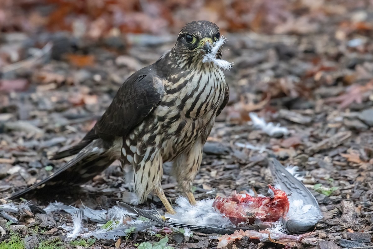 灰背隼(columbarius) - ML645813968