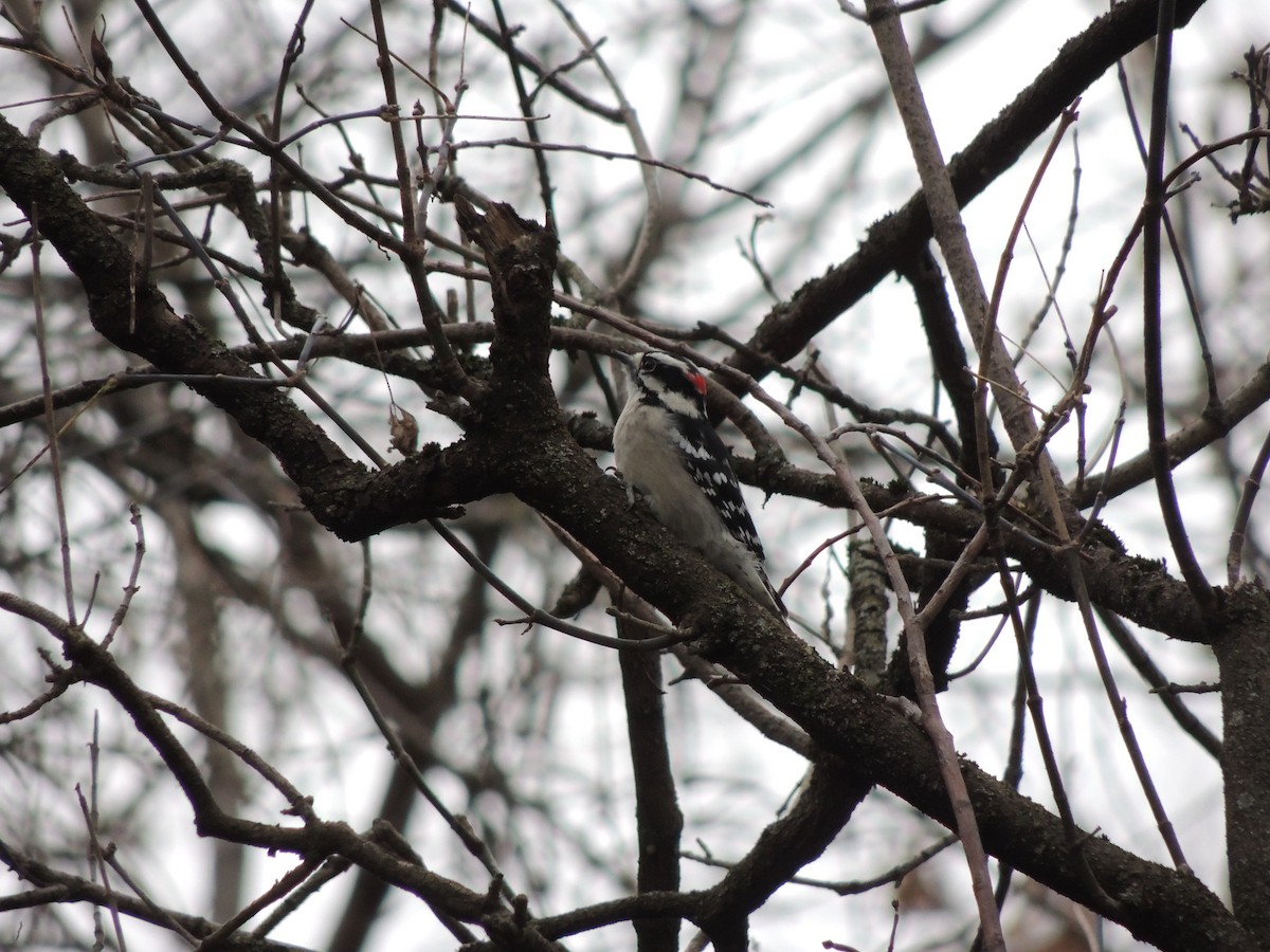 Downy Woodpecker - ML645813973