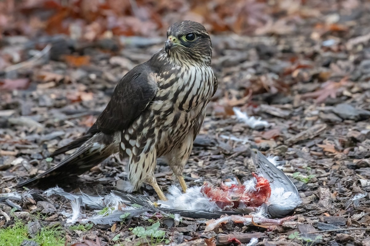 灰背隼(columbarius) - ML645813974