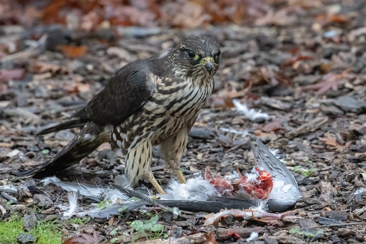 灰背隼(columbarius) - ML645813978