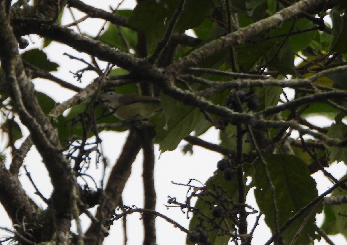 Brown-capped Vireo - ML645813979