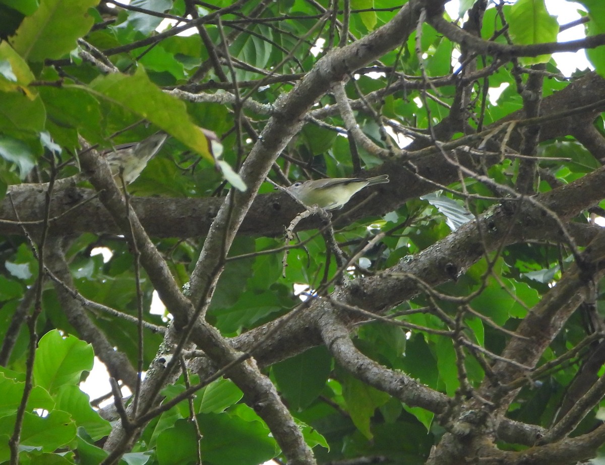 Brown-capped Vireo - ML645813980