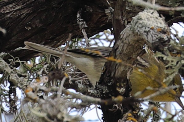 Pine Warbler - ML645813981