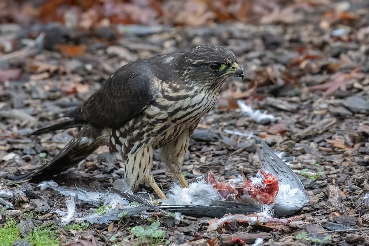 灰背隼(columbarius) - ML645813983