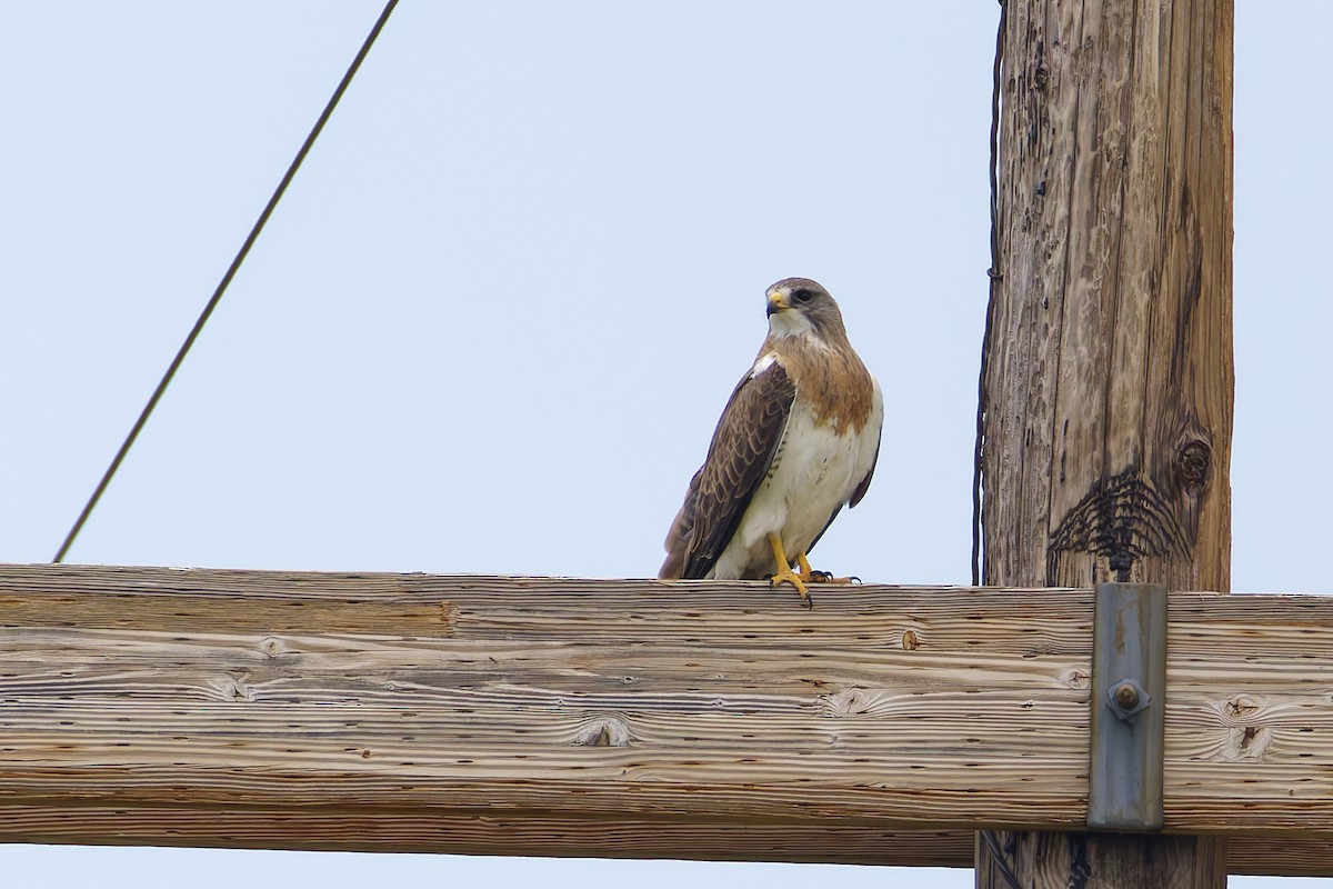 Swainson's Hawk - ML645813984