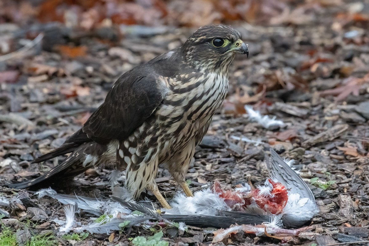 灰背隼(columbarius) - ML645813992
