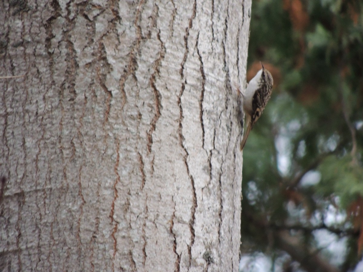Brown Creeper - ML645813995