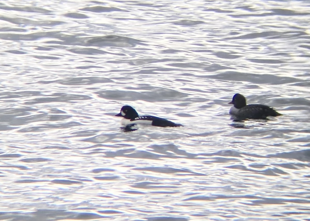 Murgilari islandiarra - ML645814003