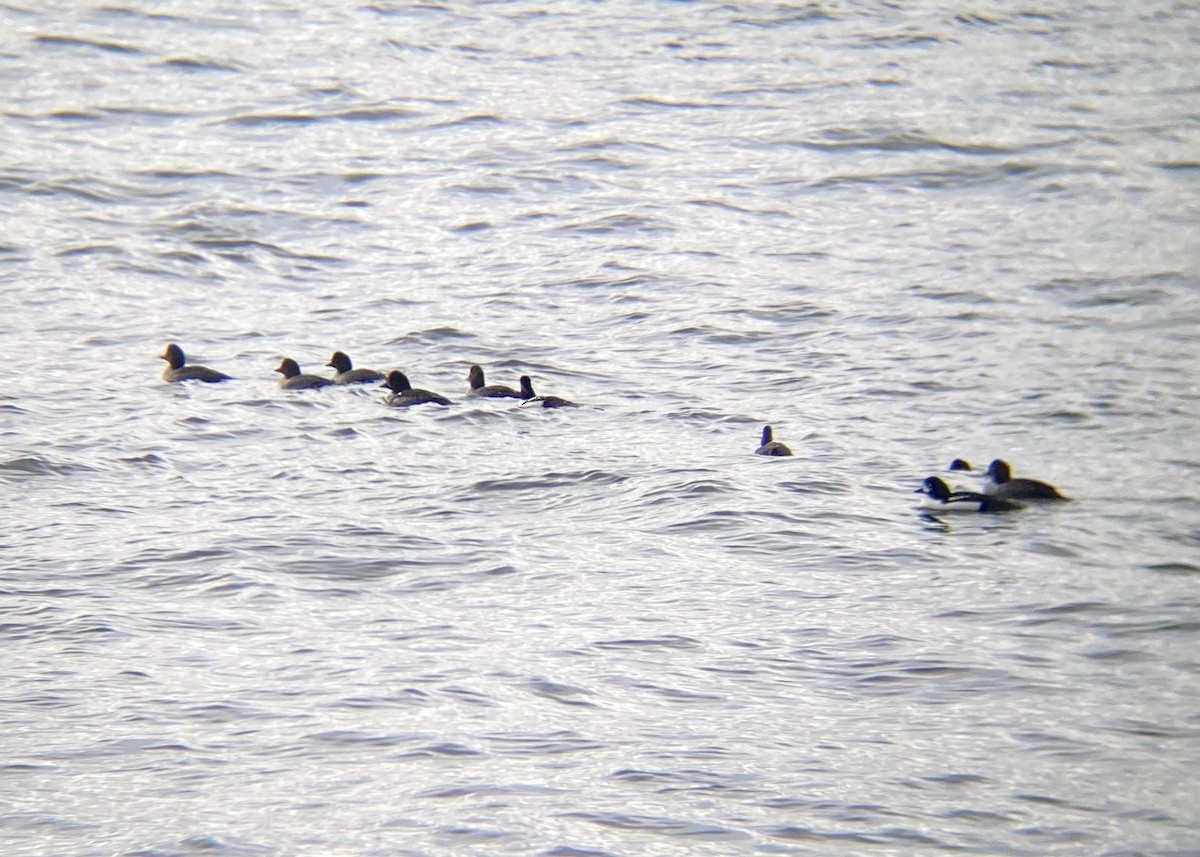 Murgilari islandiarra - ML645814004